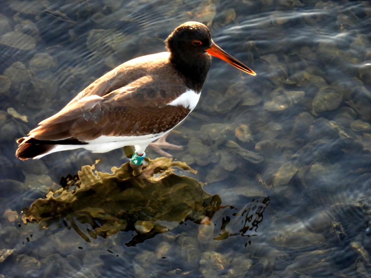 アメリカミヤコドリ - ML639059142