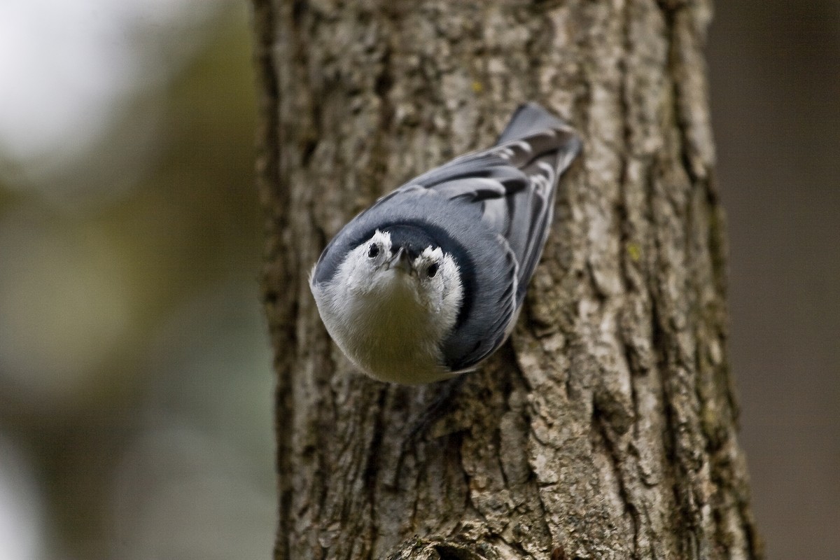 White-breasted Nuthatch - ML639059205