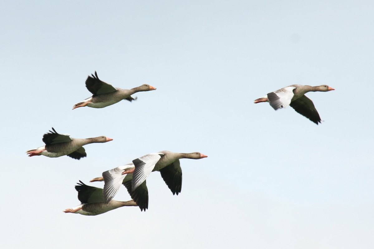 Graylag Goose - ML639059226
