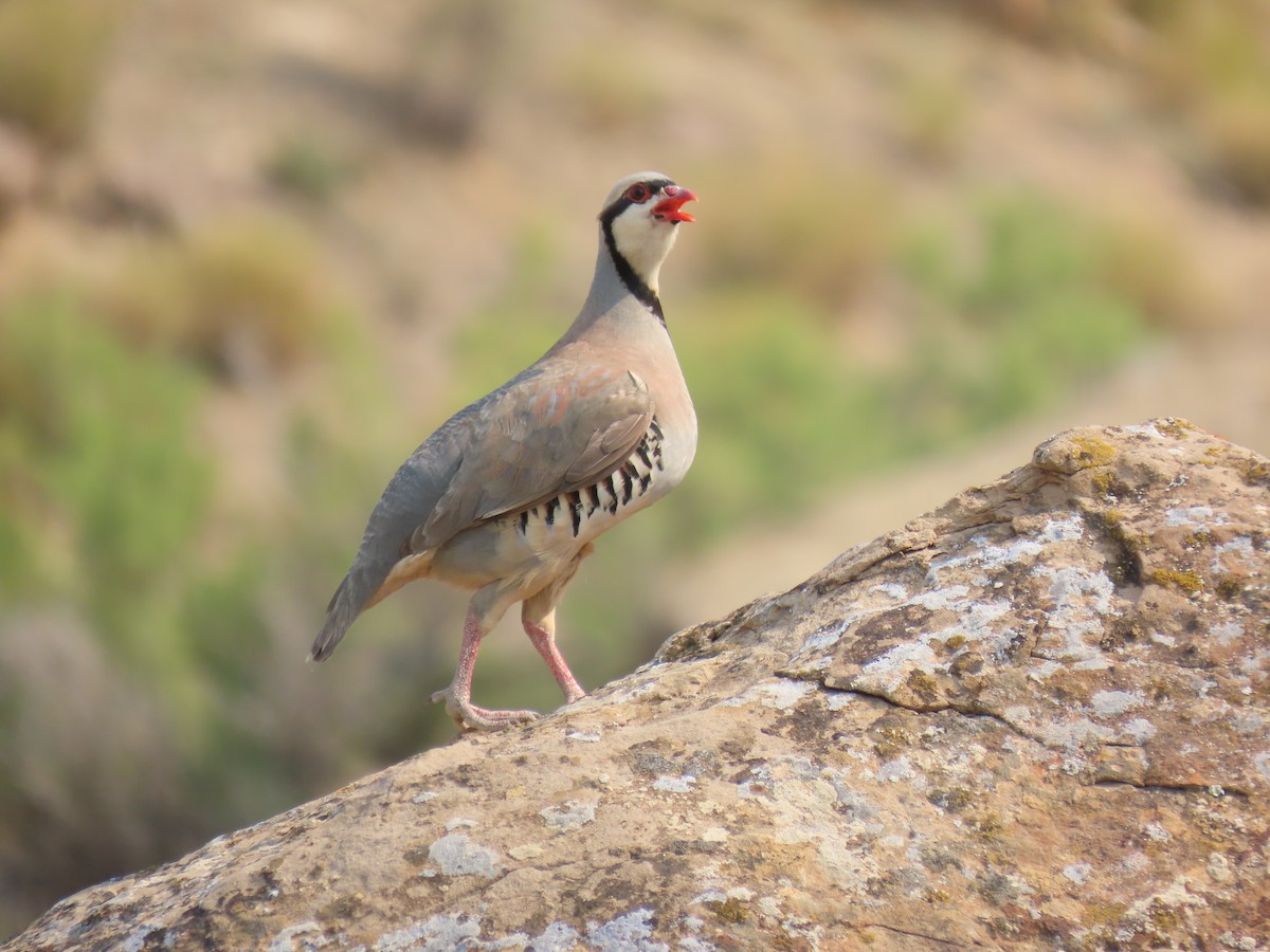 Chukar - ML639059250