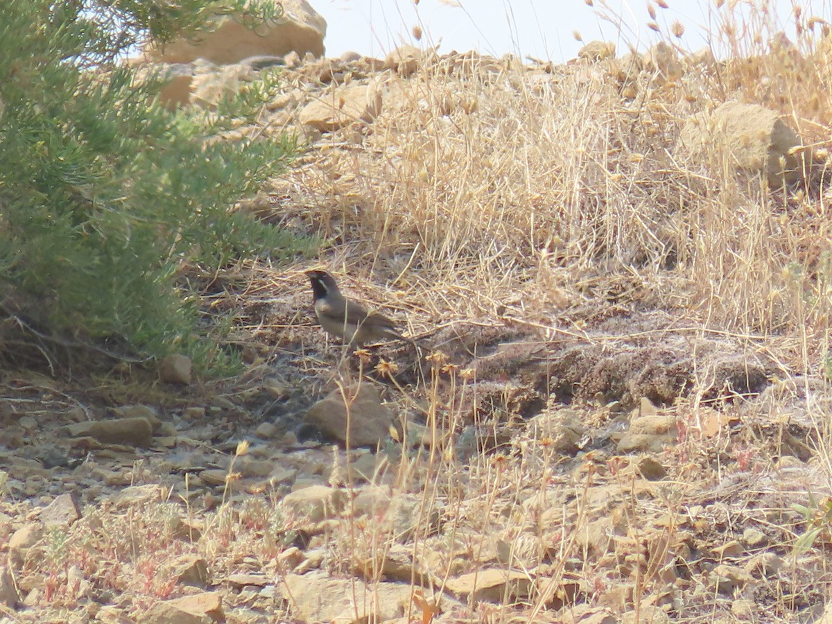 Black-throated Sparrow - ML639059263