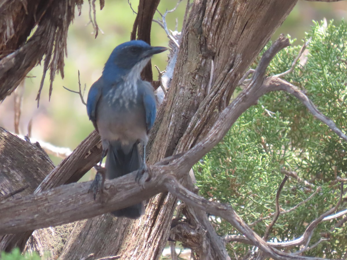 Woodhouse's Scrub-Jay - ML639059293