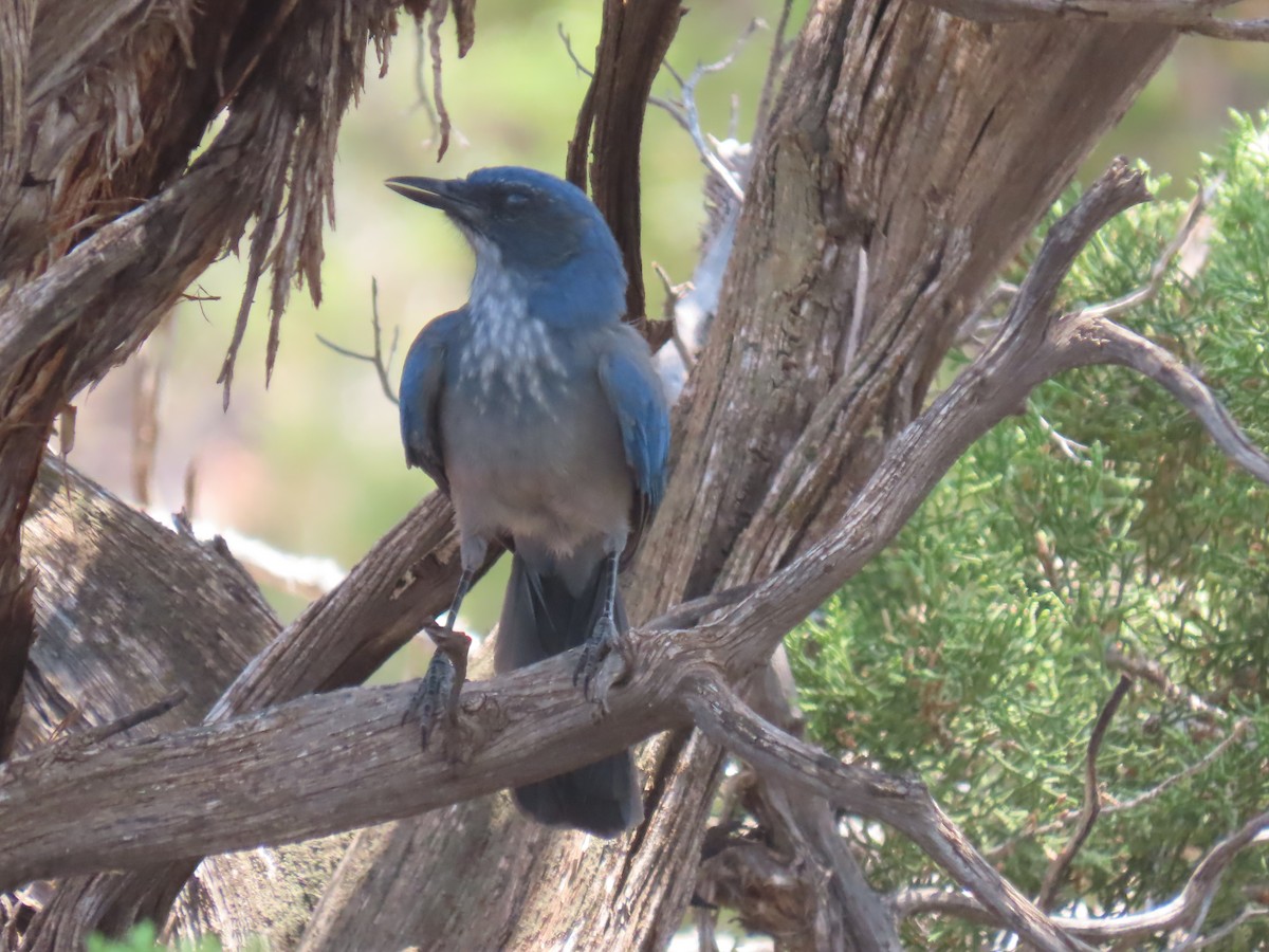 Woodhouse's Scrub-Jay - ML639059297