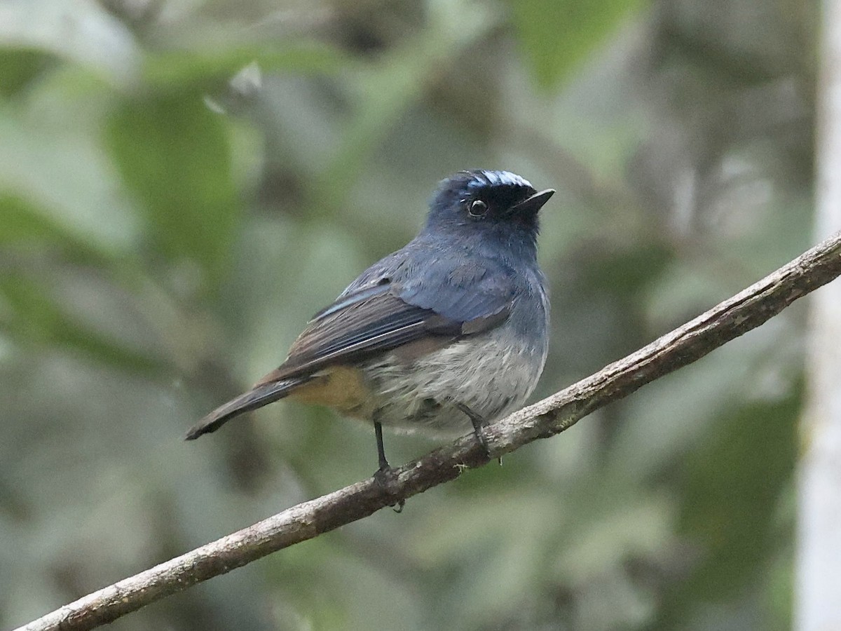 Papamoscas Índigo (ruficrissa/cerviniventris) - ML639059314
