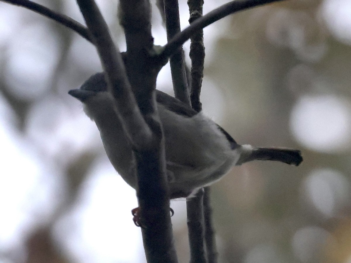 Vireo Alcaudón Cejiblanco (grupo aeralatus) - ML639059319
