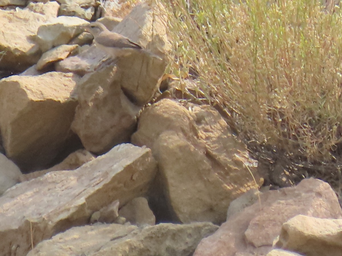 Rock Wren - ML639059328