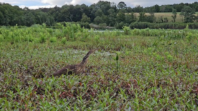 American Bittern - ML639059350
