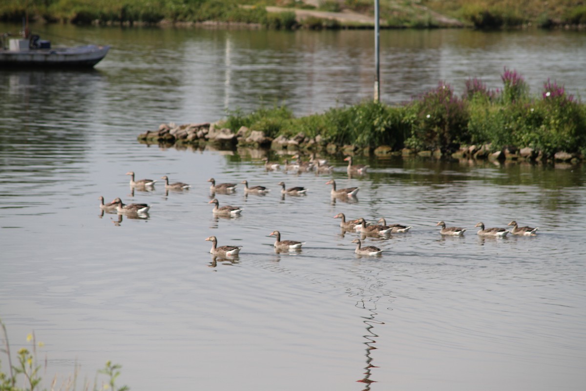 Graylag Goose (European) - ML639059387