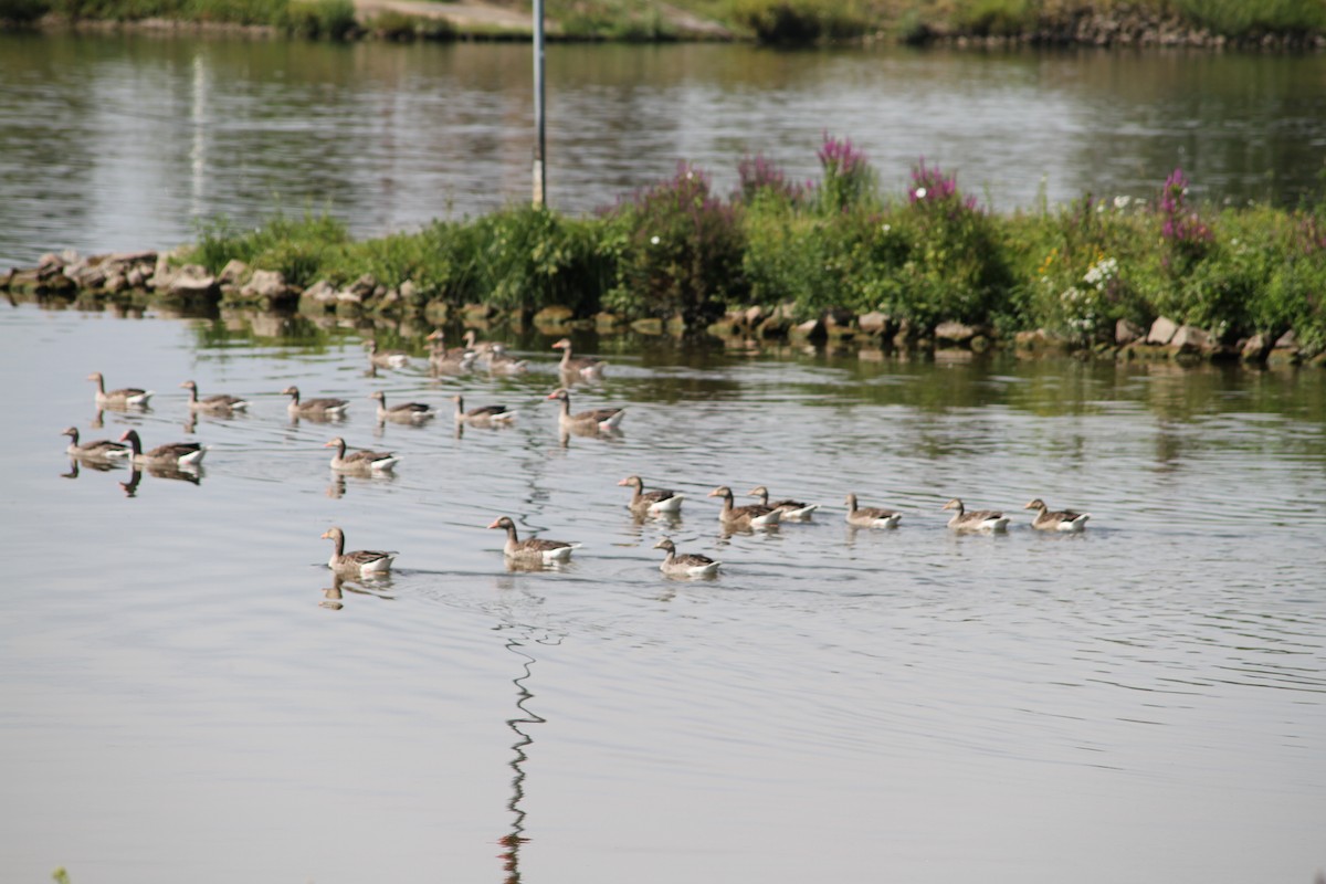 Graylag Goose (European) - ML639059389