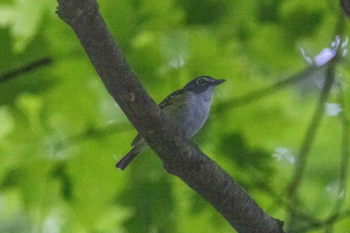 Blue-headed Vireo - ML639059419