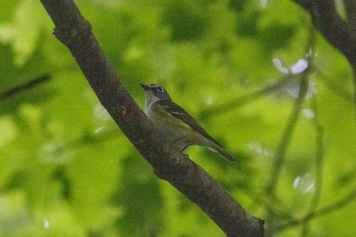 Blue-headed Vireo - ML639059420