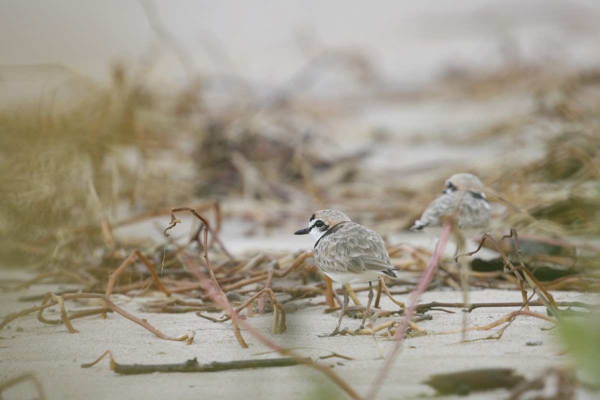 Malaysian Plover - ML639059421