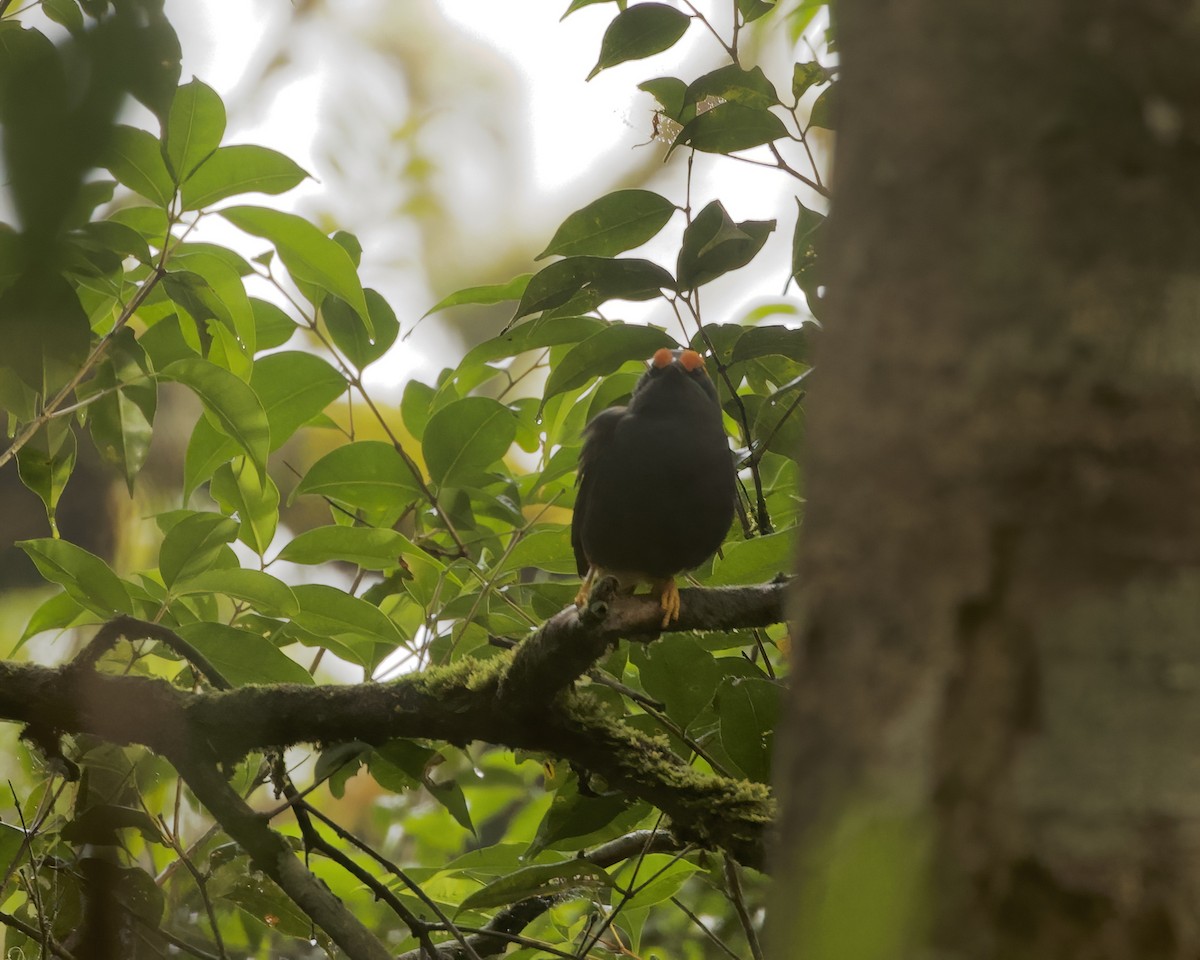Fiery-browed Myna - ML639059459