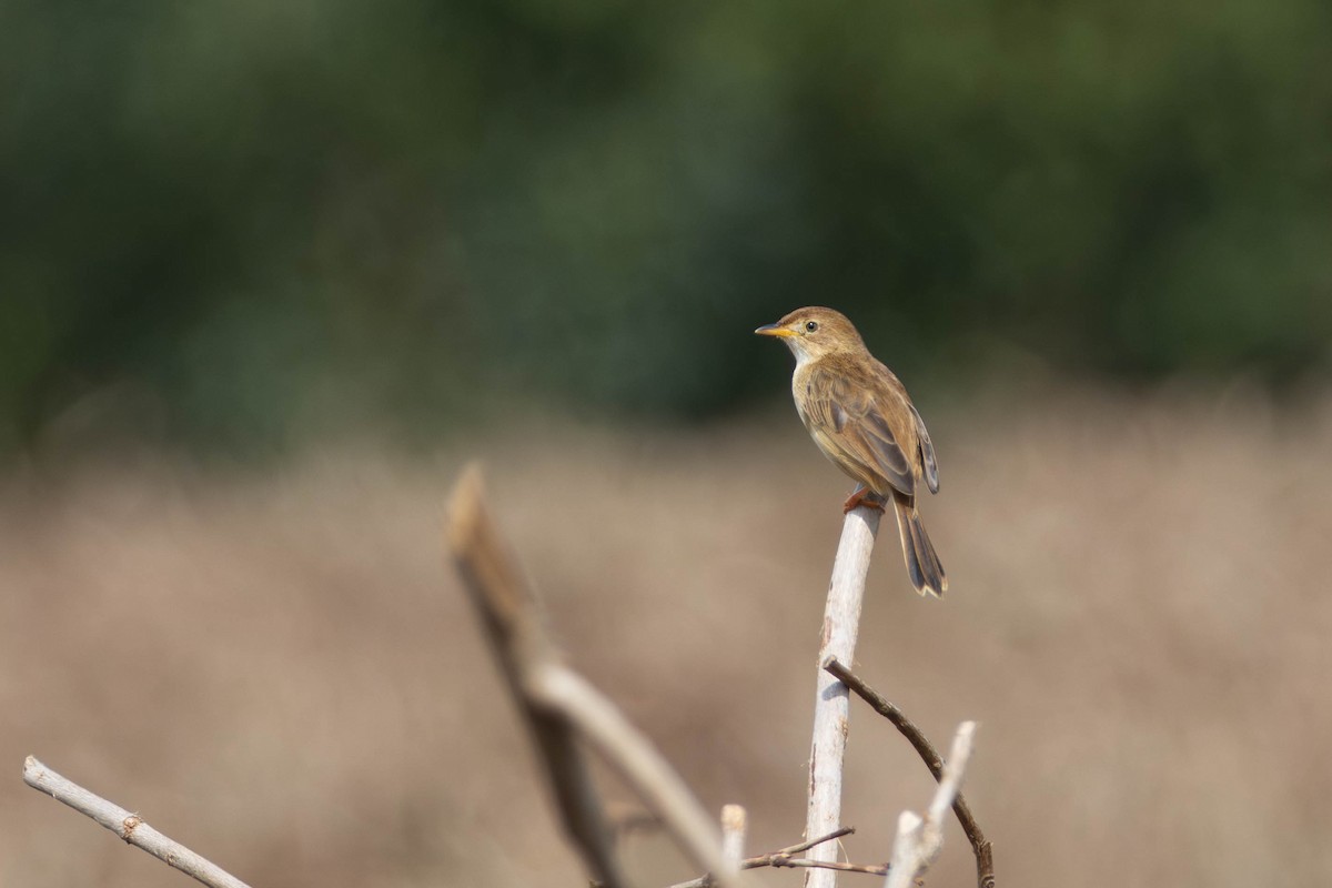 rwenzoriapalis - ML639059467