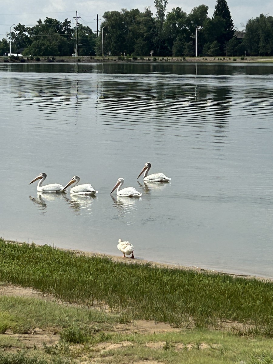 American White Pelican - ML639059505