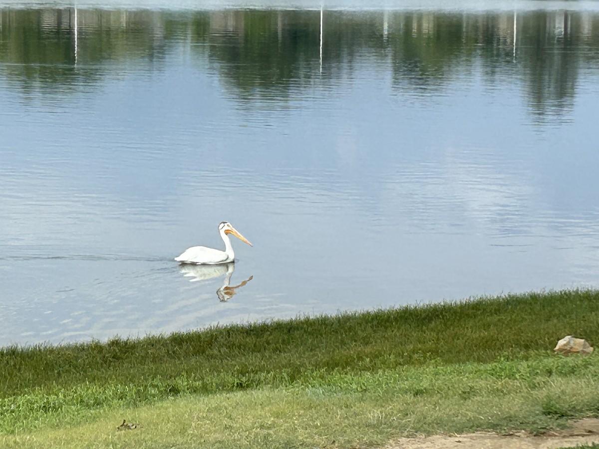 American White Pelican - ML639059506