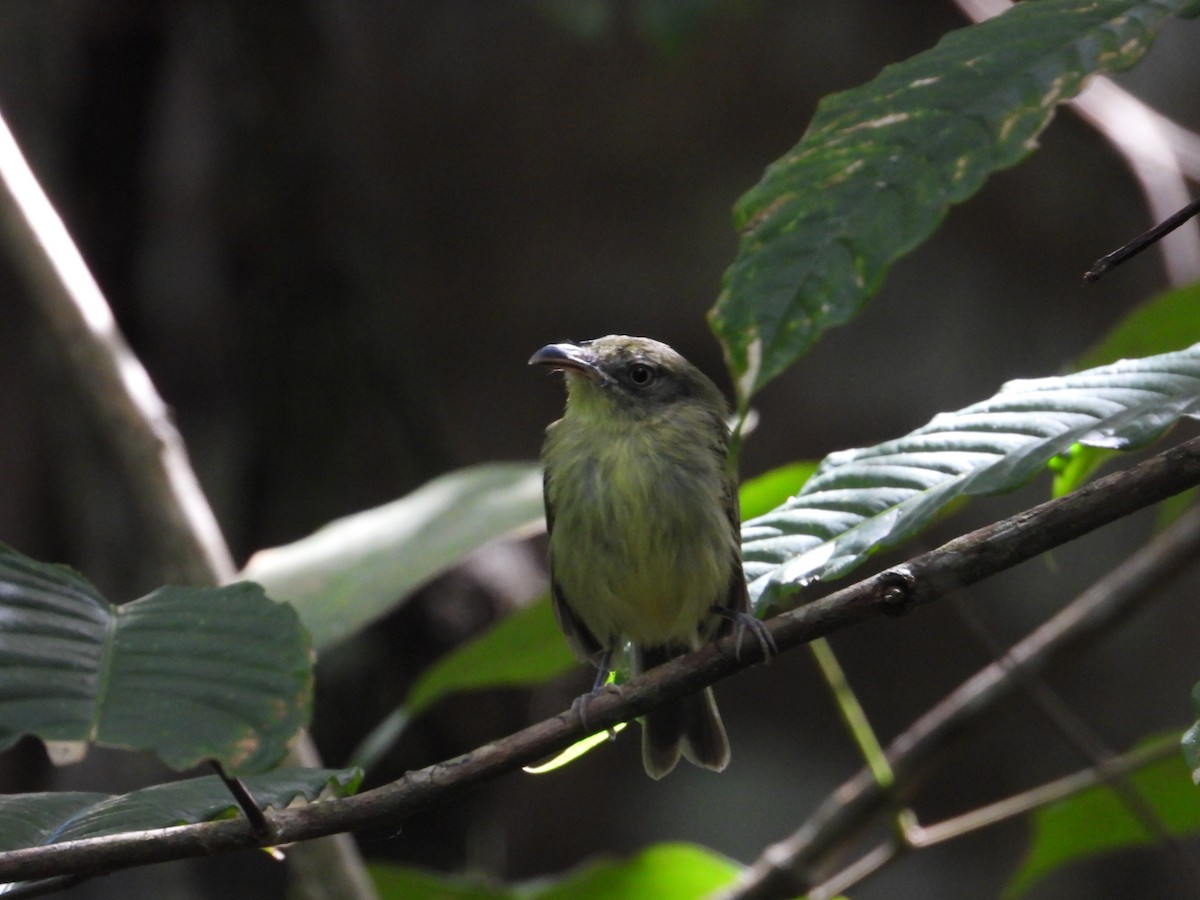 Southern Bentbill - ML639059540