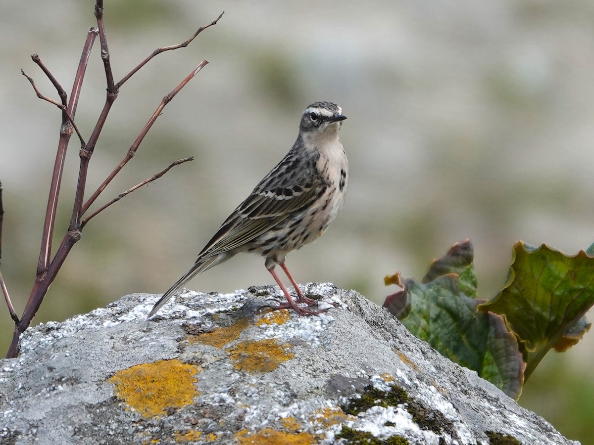 Rosy Pipit - ML639059565