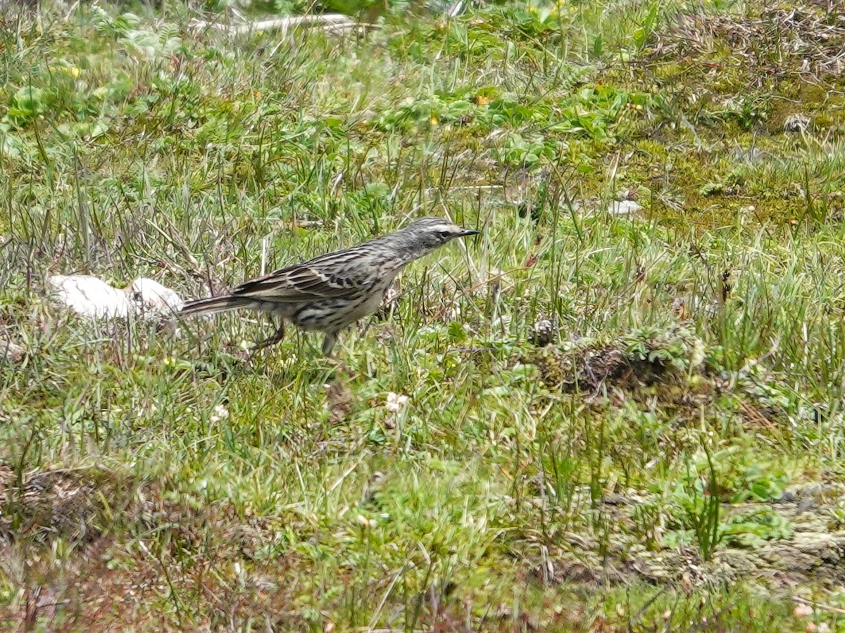 Rosy Pipit - ML639059566