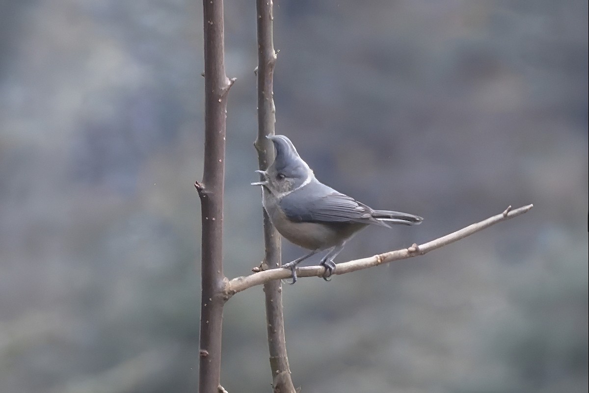 Gray-crested Tit - ML639059647
