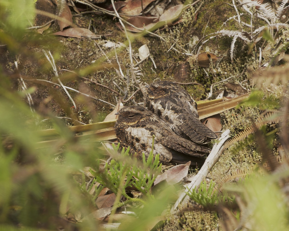 Diabolical Nightjar - ML639059672