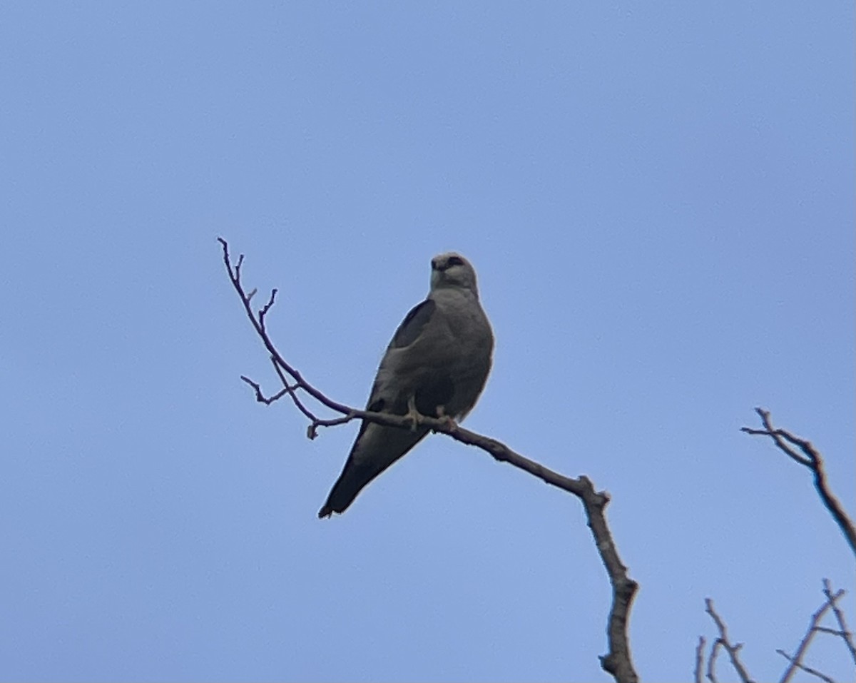 Mississippi Kite - ML639059680