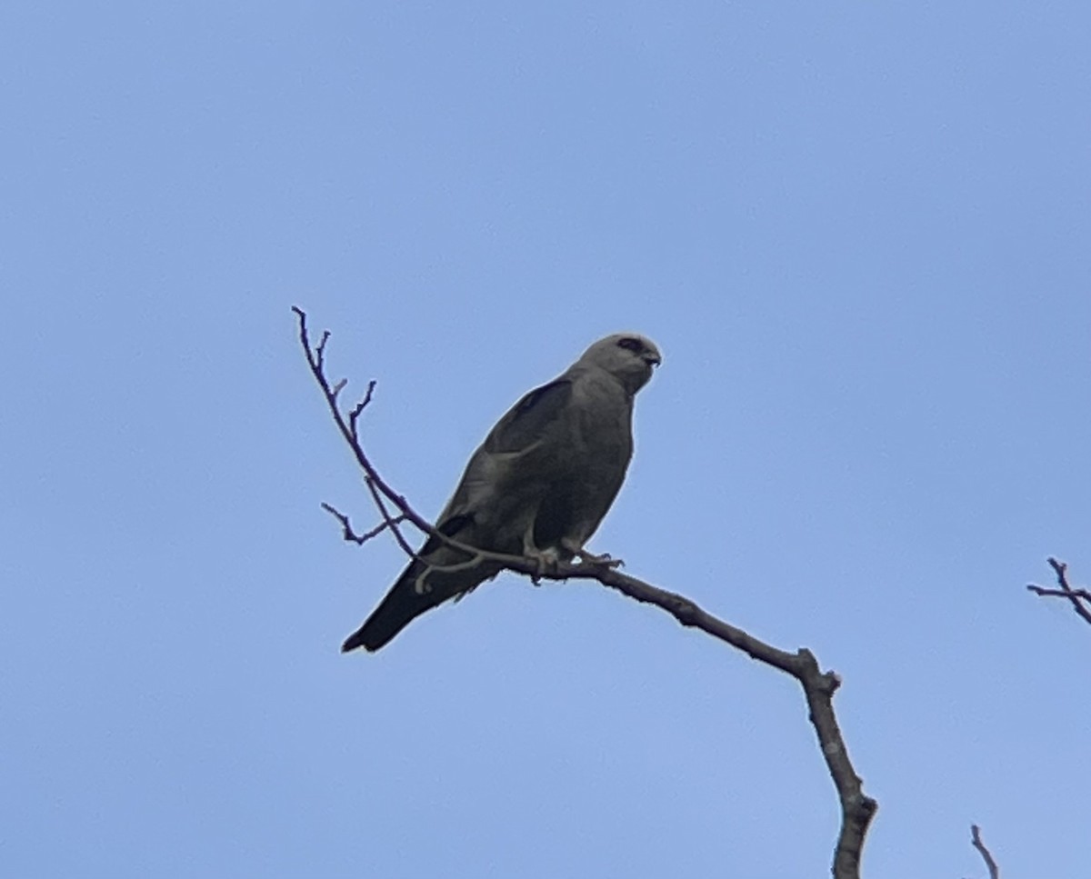 Mississippi Kite - ML639059681