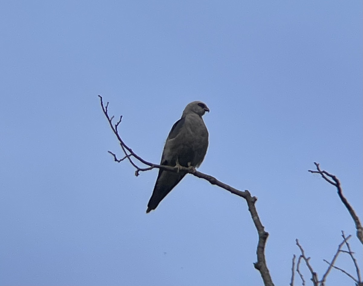 Mississippi Kite - ML639059682