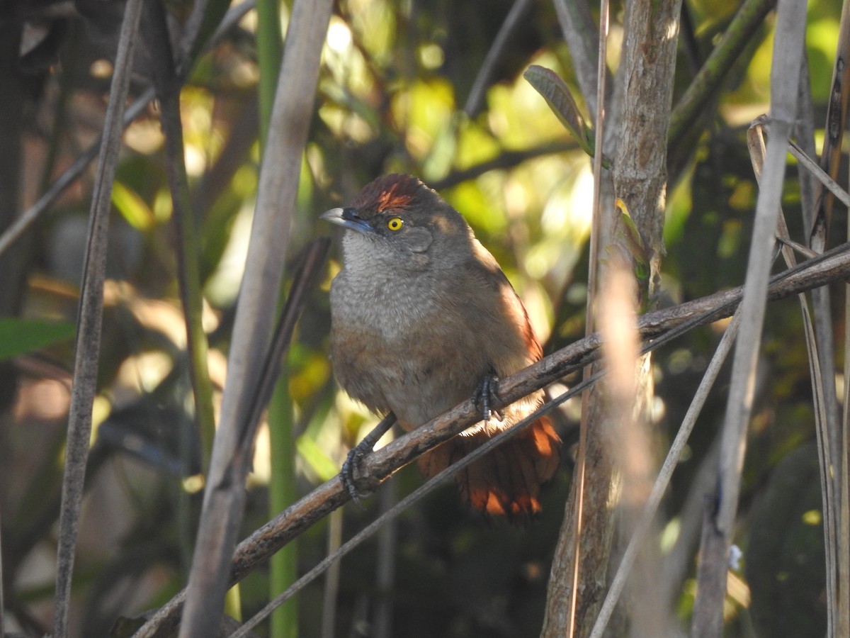 Greater Thornbird - ML639059783