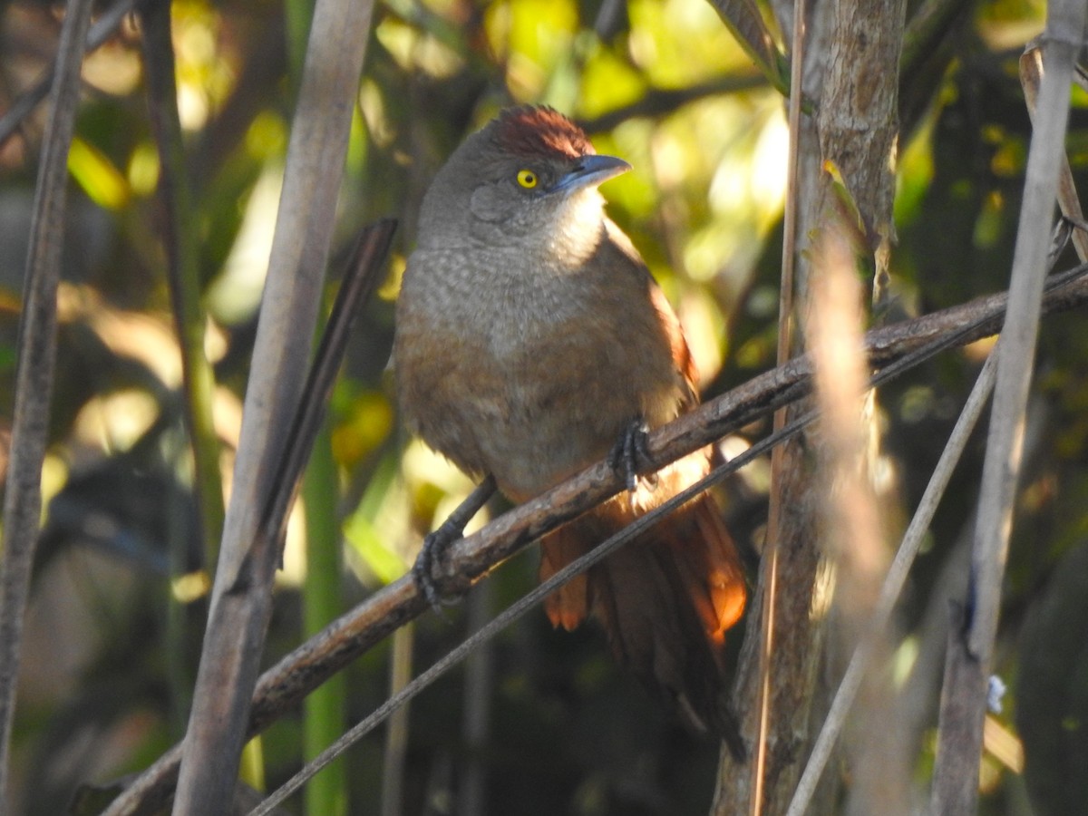 Greater Thornbird - ML639059813