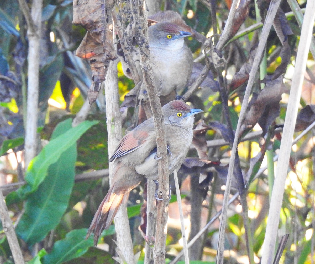 Greater Thornbird - ML639059814