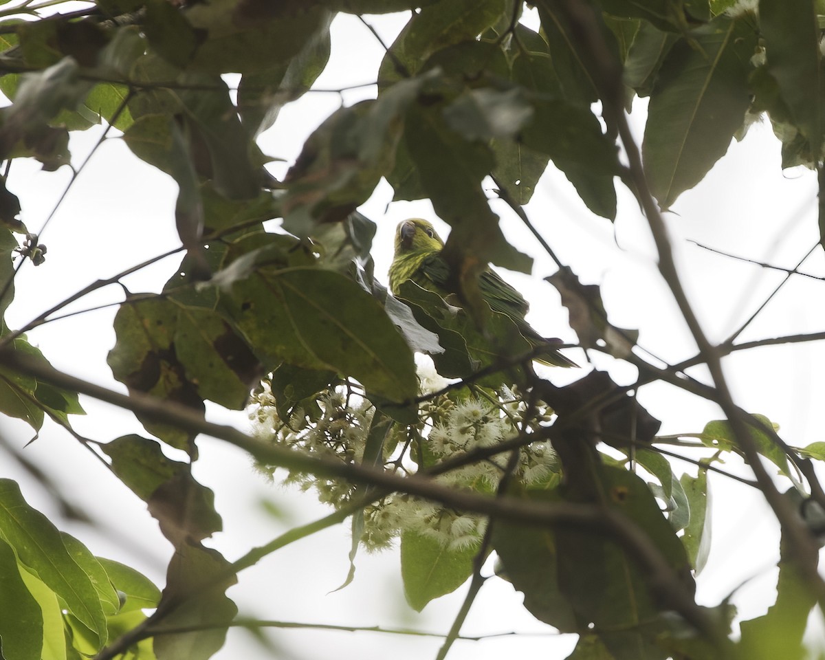 Yellow-cheeked Lorikeet - ML639059838