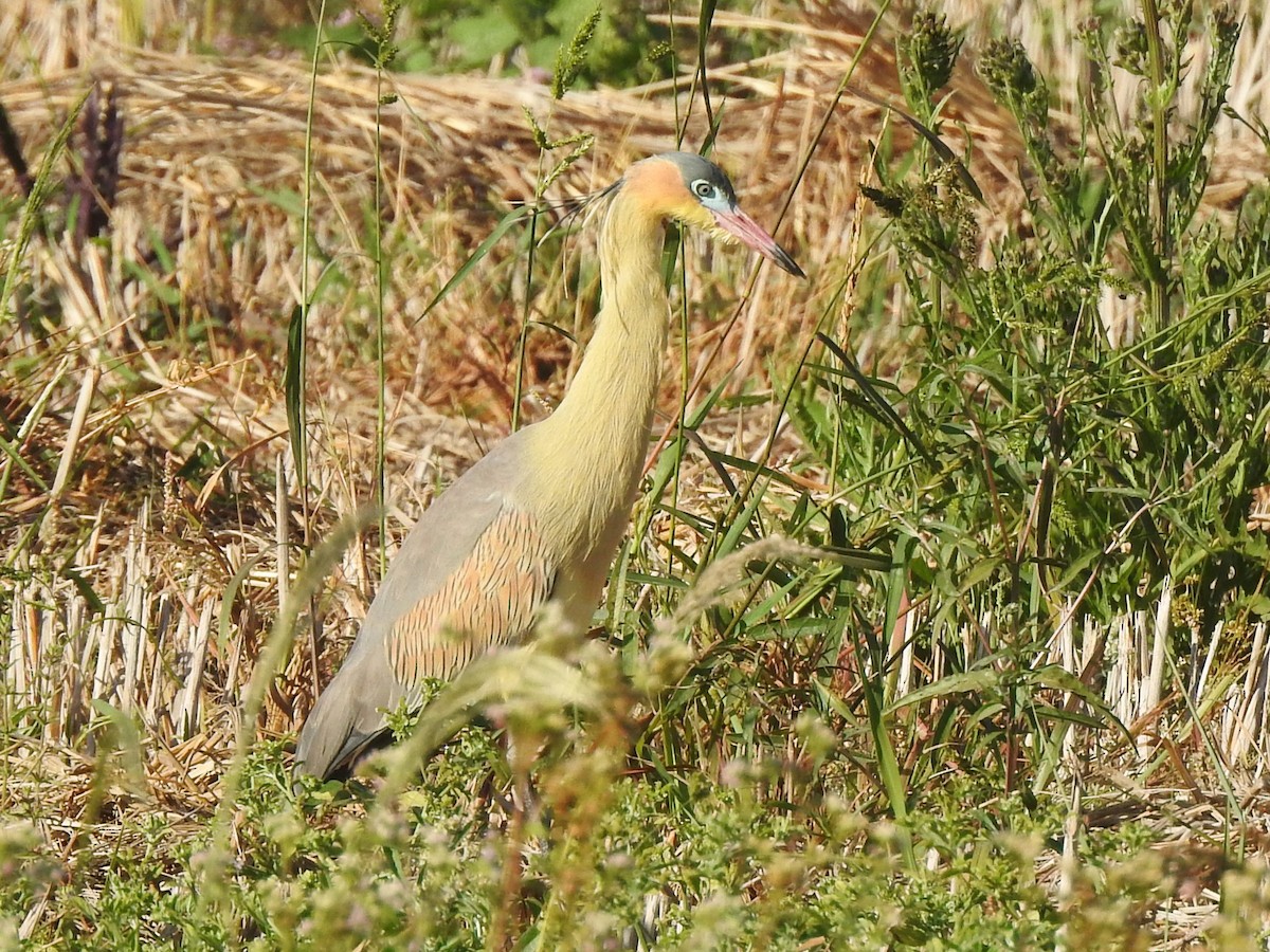 Whistling Heron - ML639059840