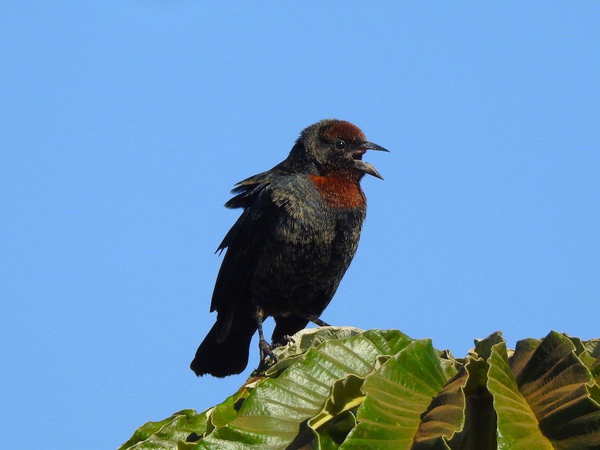 Chestnut-capped Blackbird - ML639059845