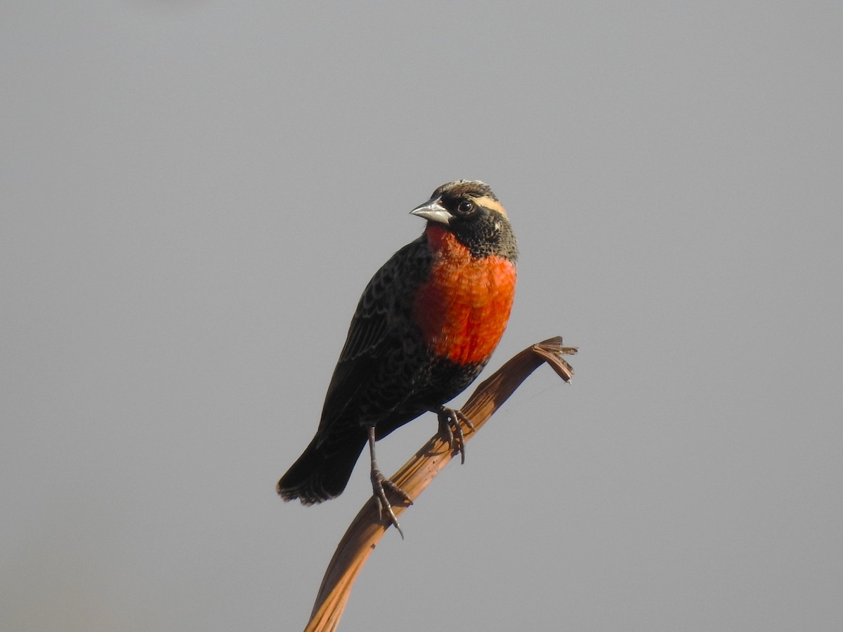 White-browed Meadowlark - ML639059849