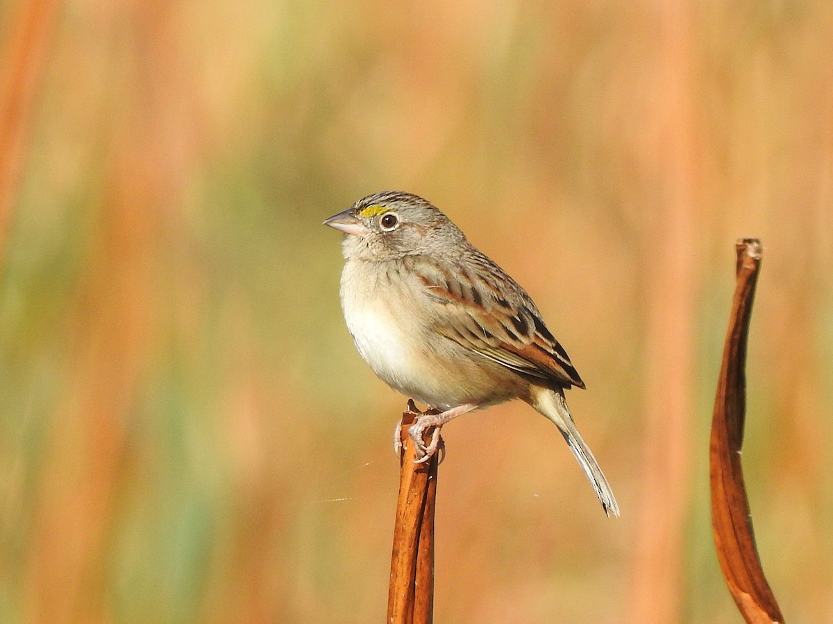 Grassland Sparrow - ML639059854