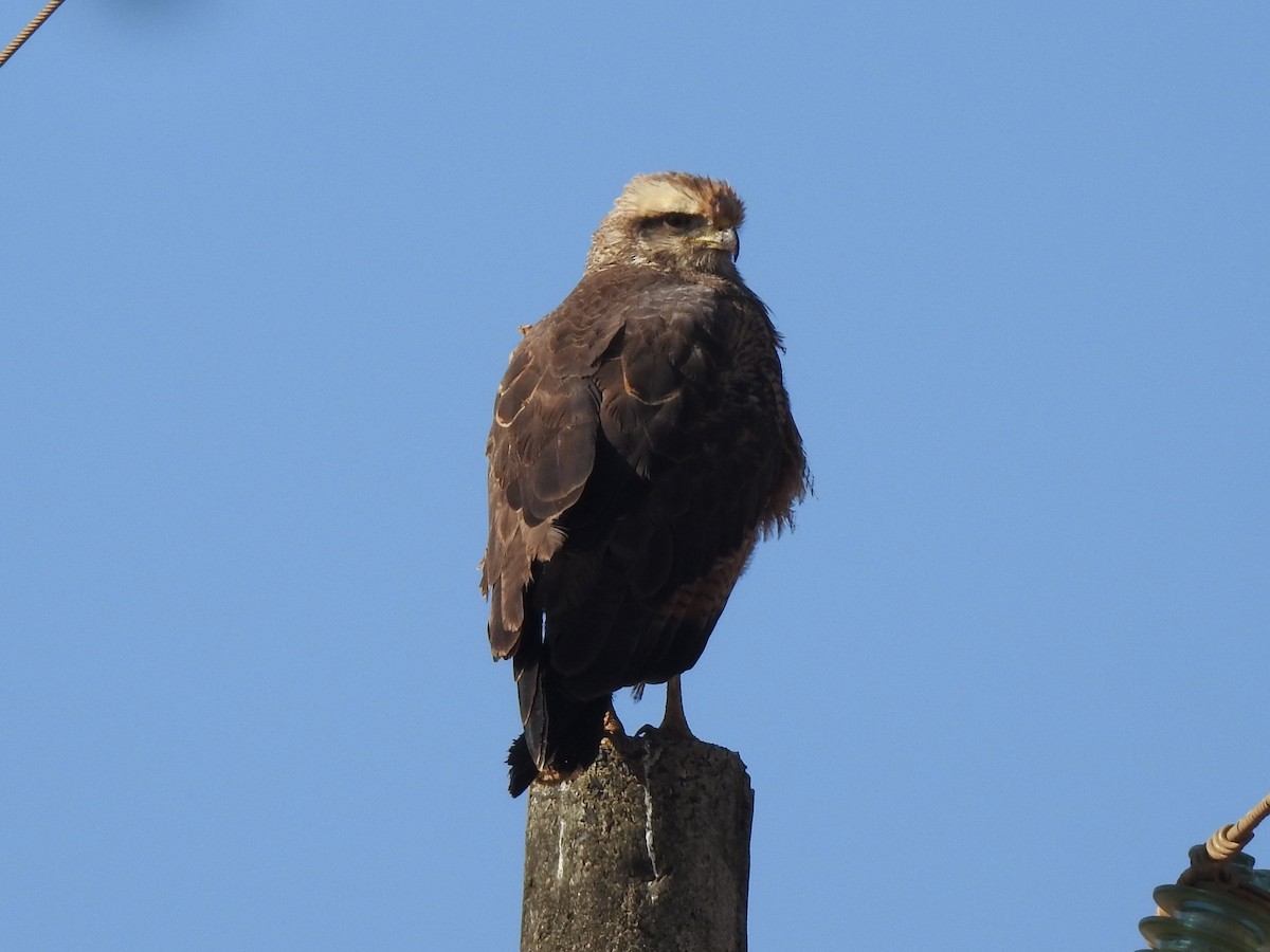 Savanna Hawk - ML639059900