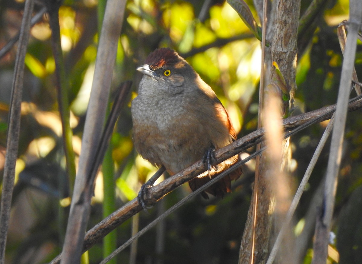 Greater Thornbird - ML639059909