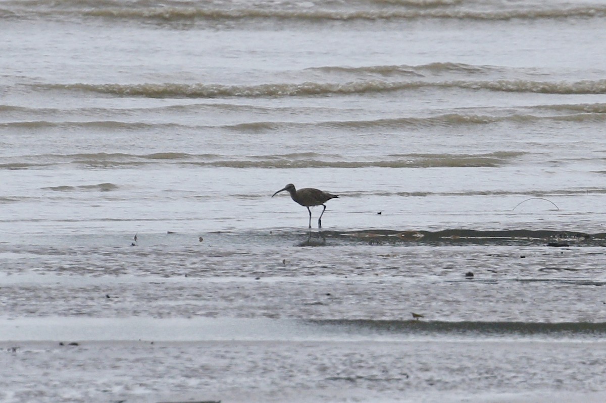 Whimbrel (Siberian) - ML639059941