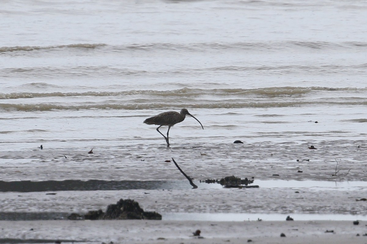 Far Eastern Curlew - ML639059951