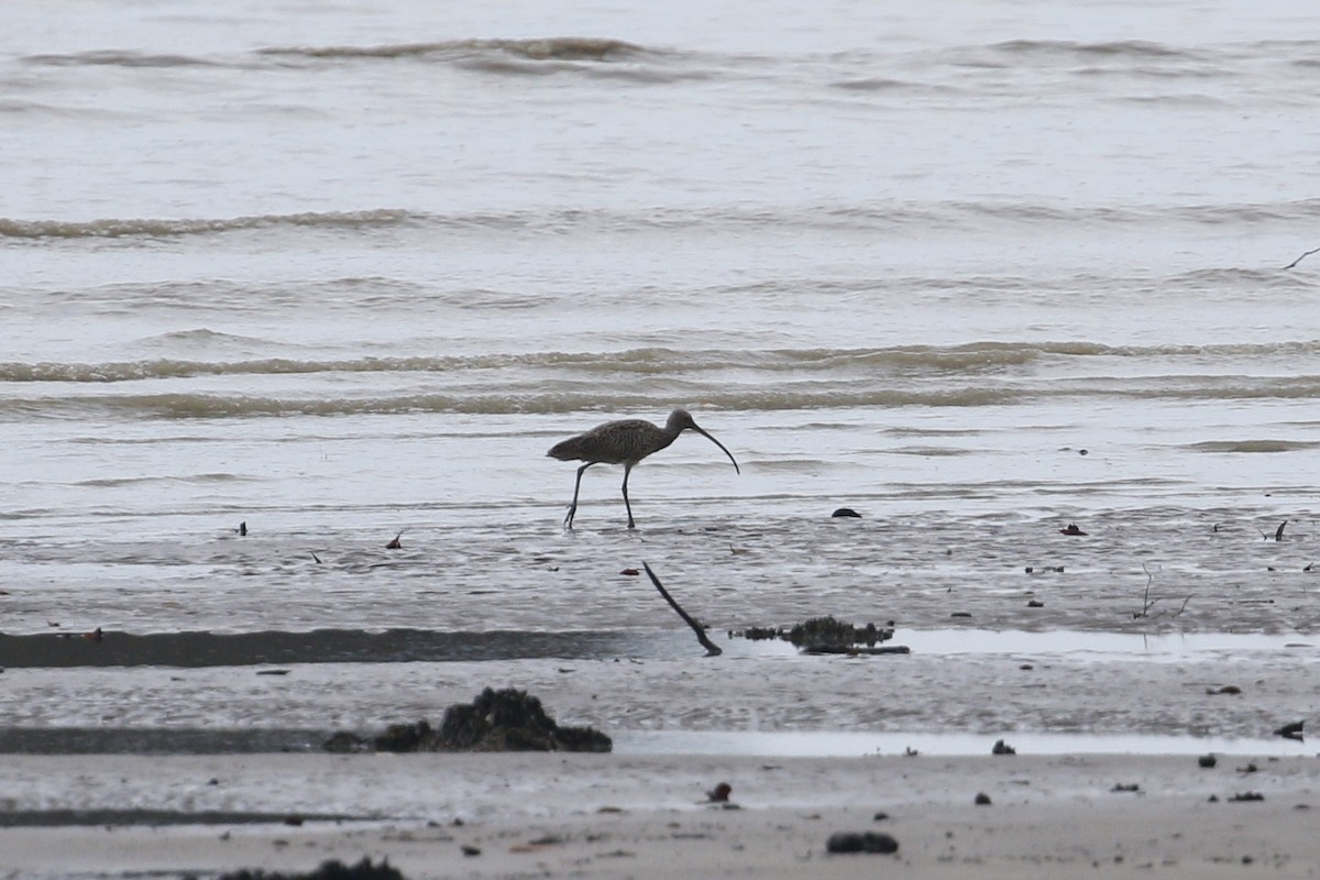 Far Eastern Curlew - ML639059952