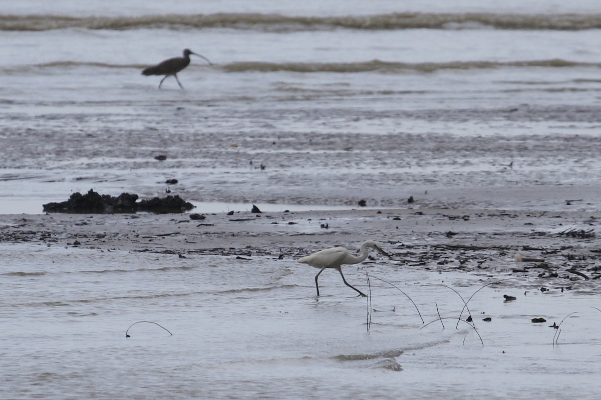Chinese Egret - ML639059953