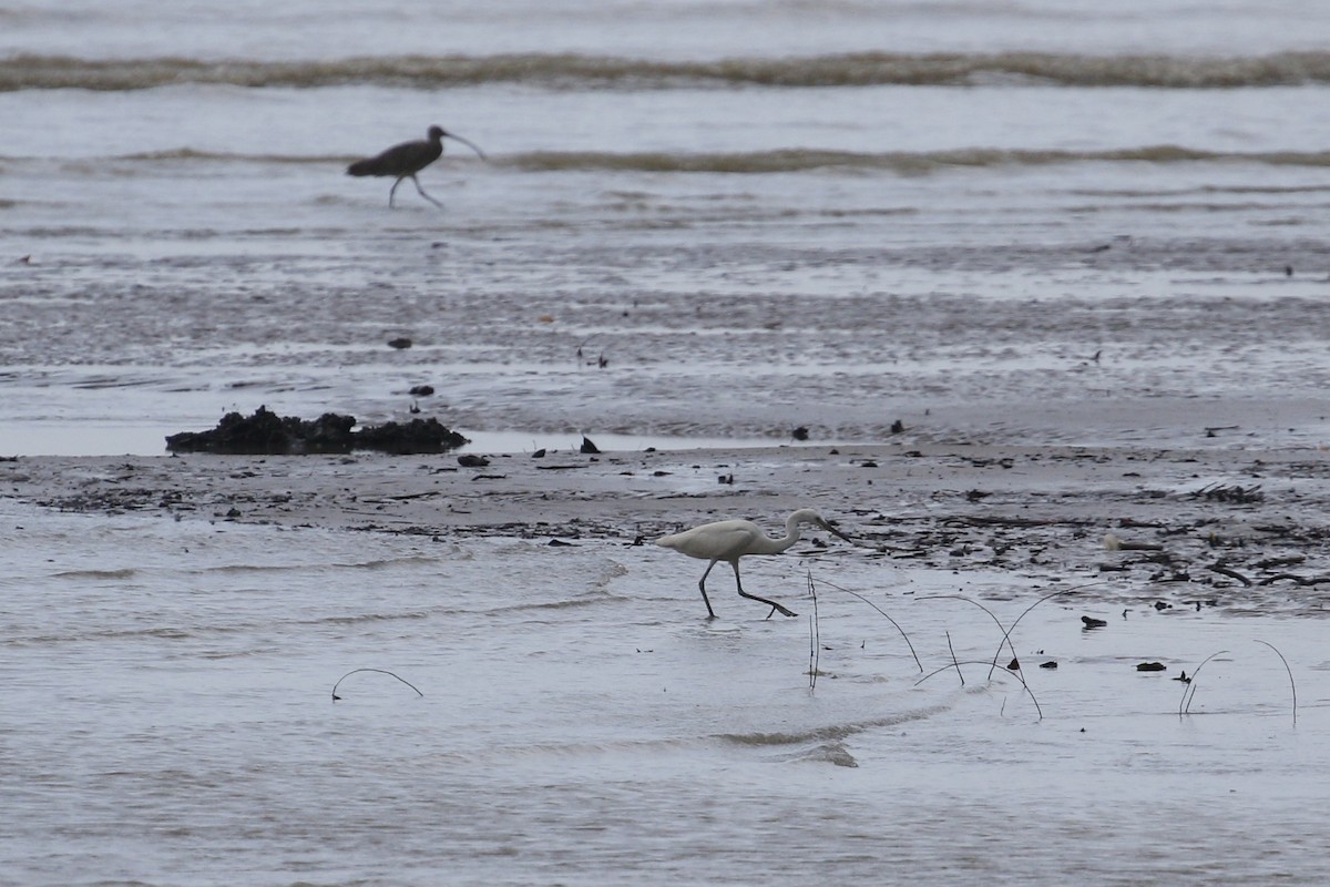 Chinese Egret - ML639059954