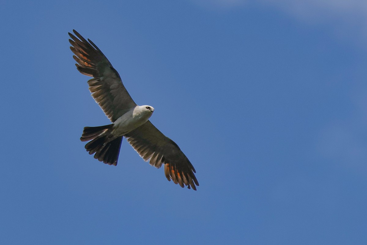 Mississippi Kite - ML639059961