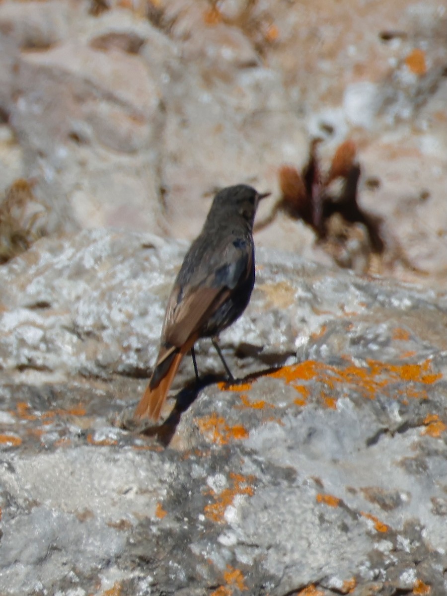 Black Redstart - ML639059962