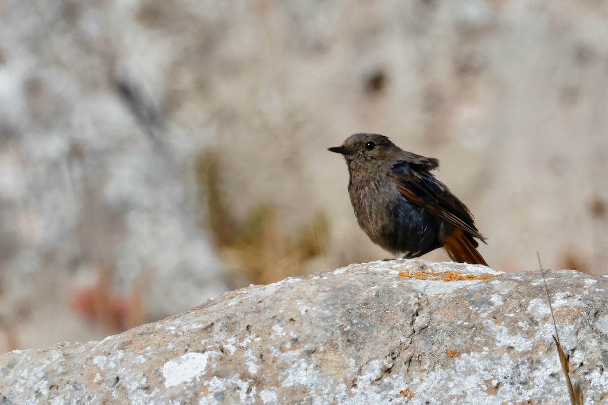 Black Redstart - ML639059963