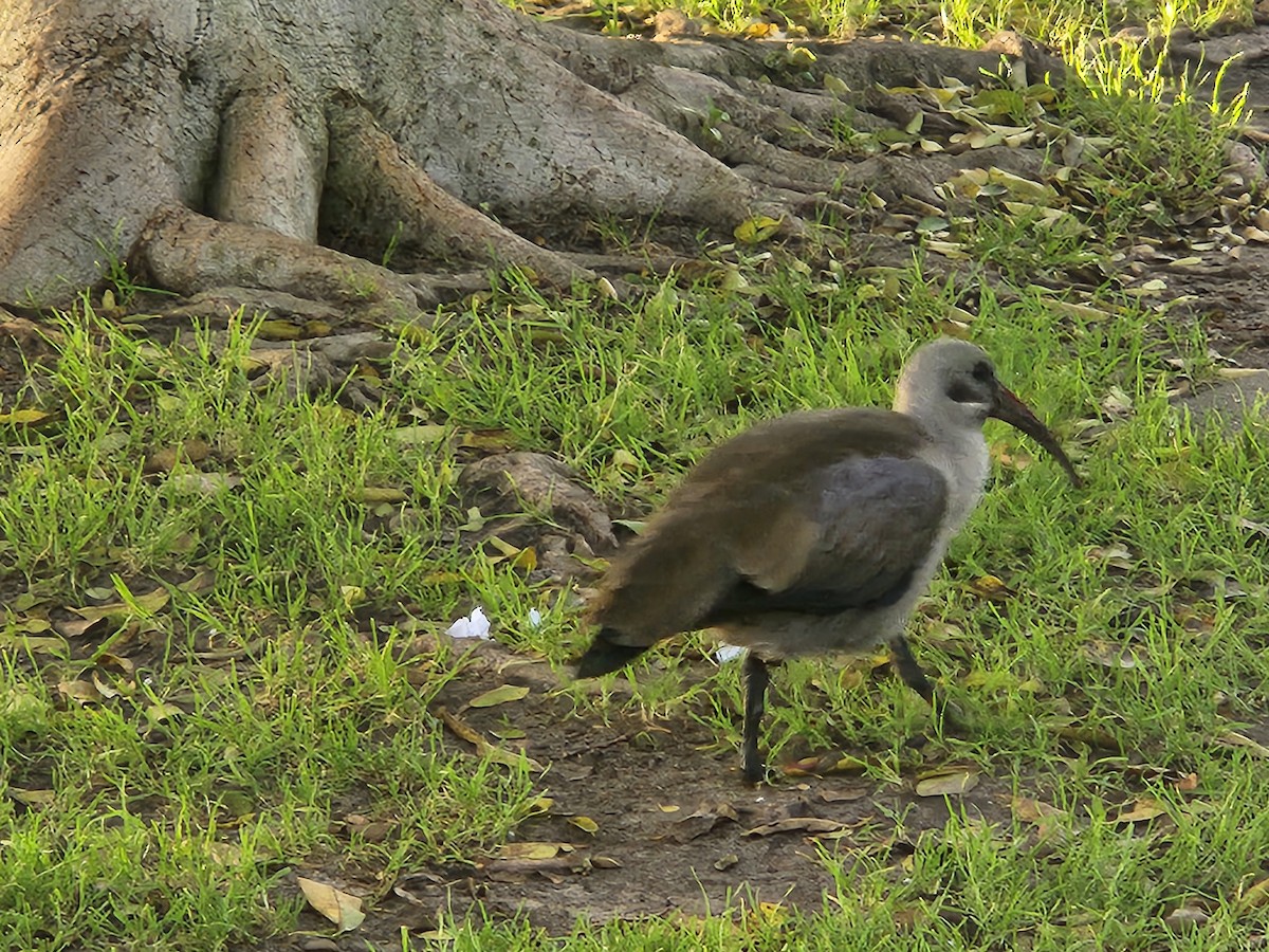 Hadada Ibis - ML639059966