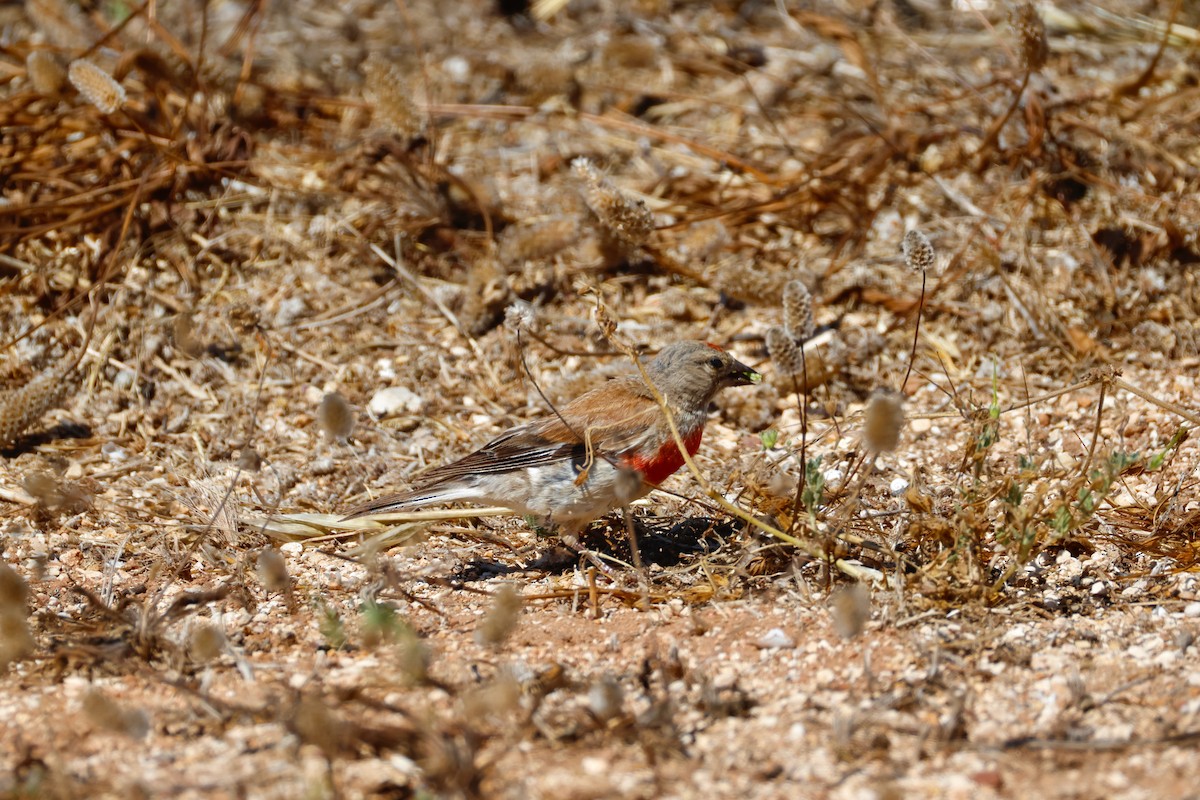 Eurasian Linnet - ML639059991