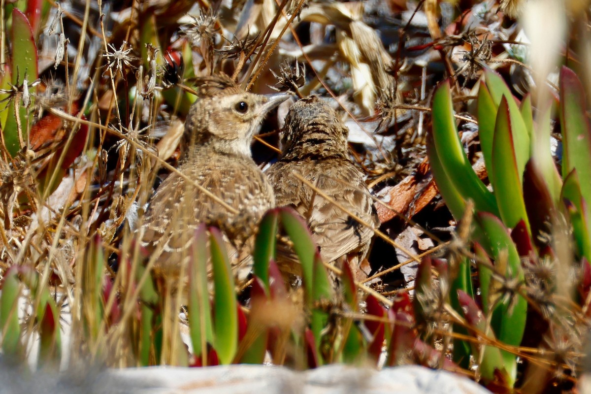Crested Lark - ML639059994