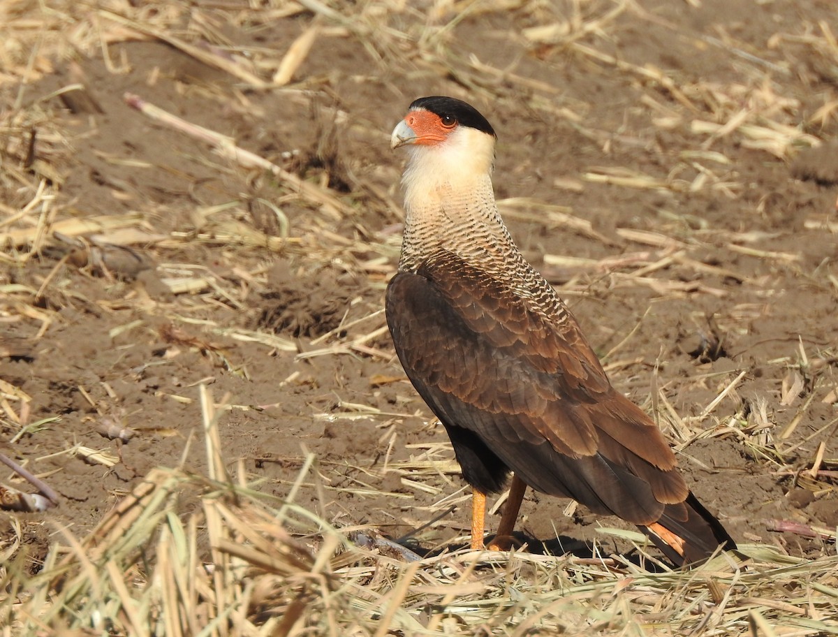 Crested Caracara - ML639060015